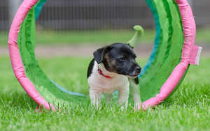 Agility Übungen für den Garten Agility Übungen für den Garten