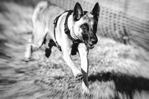 Angst vor Hunden Angst vor Hunden
