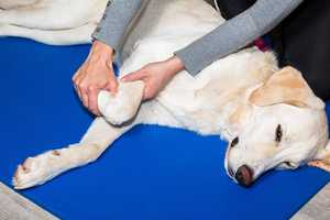 Arthrose beim Hund - Was hilft? Arthrose beim Hund - Was hilft?