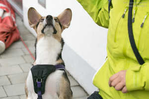 Clickertraining für den Hund Clickertraining für den Hund