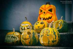 Halloween mit Hunden und Katzen Halloween mit Hunden und Katzen