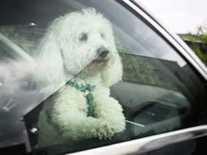 Hund ans Autofahren gewöhnen Hund ans Autofahren gewöhnen