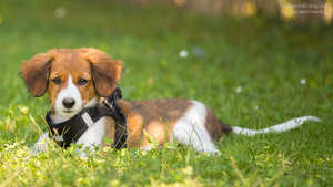 Hundegerechter Garten Hundegerechter Garten