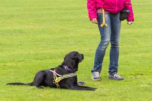 Grundkommandos für deinen Hund Grundkommandos für deinen Hund
