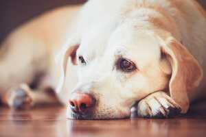 Wenn der Hund krank wird: Diese Kosten kommen auf Hundehalter zu Wenn der Hund krank wird: Diese Kosten kommen auf Hundehalter zu