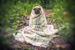 Verstopfung beim Hund: Ursachen, Symptome & Behandlung Verstopfung beim Hund: Ursachen, Symptome & Behandlung