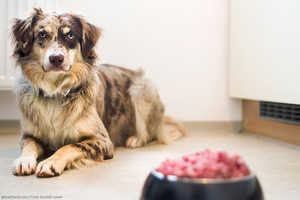 Hundefutter: Nassfutter, Trockenfutter oder Rohfutter Hundefutter: Nassfutter, Trockenfutter oder Rohfutter
