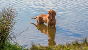 Hundetage Hundetage