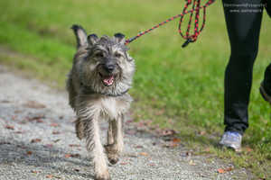 Hundeversicherungen Hundeversicherungen