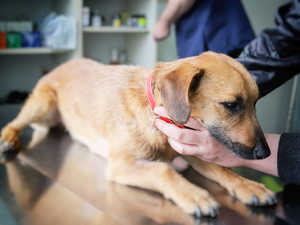 Impfungen beim Hund Impfungen beim Hund