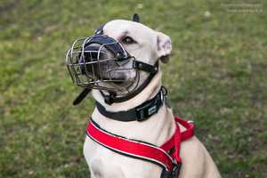 Listenhunde in Deutschland Listenhunde in Deutschland