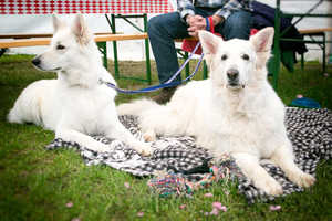 Mehrhundehaltung - Was ist zu beachten? Mehrhundehaltung - Was ist zu beachten?