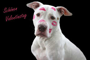 Hundegeschichte zum Valentinstag Hundegeschichte zum Valentinstag
