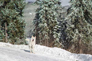 Winterurlaub mit Hund Winterurlaub mit Hund