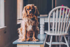 Wohnzimmer Agility für Hunde Wohnzimmer Agility für Hunde